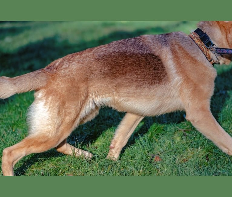 Caesar, a German Shepherd Dog tested with EmbarkVet.com