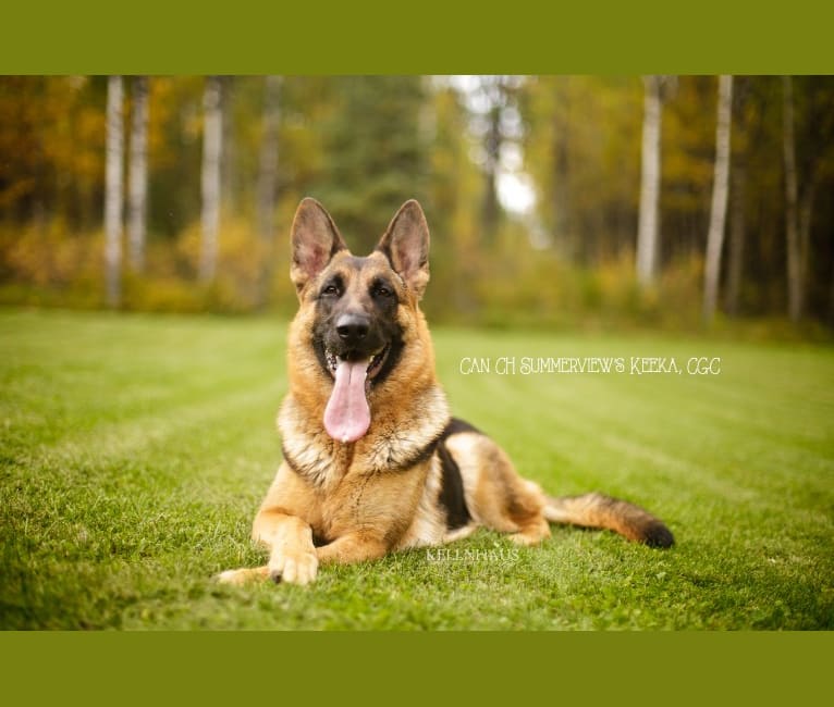 Keeka, a German Shepherd Dog tested with EmbarkVet.com