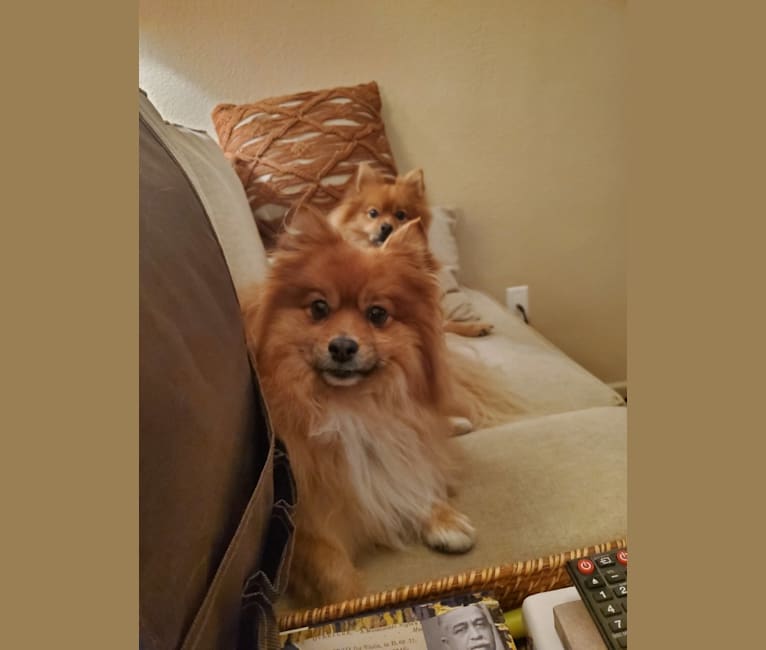 Bear, a Pomeranian tested with EmbarkVet.com