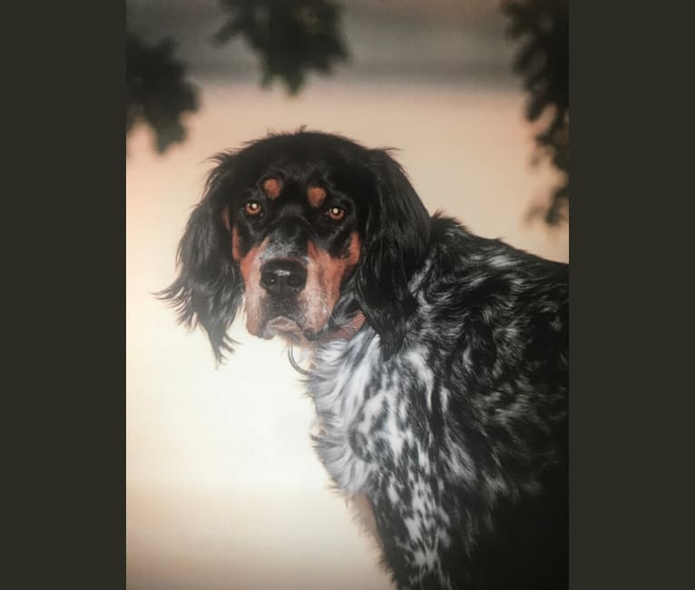 Bowie, a Llewellin Setter tested with EmbarkVet.com