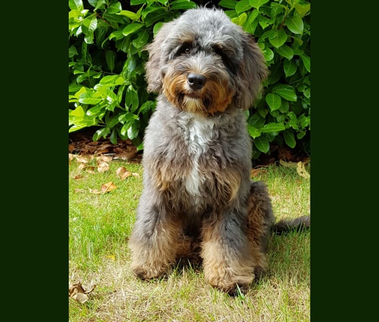 Nova, a Bernedoodle tested with EmbarkVet.com