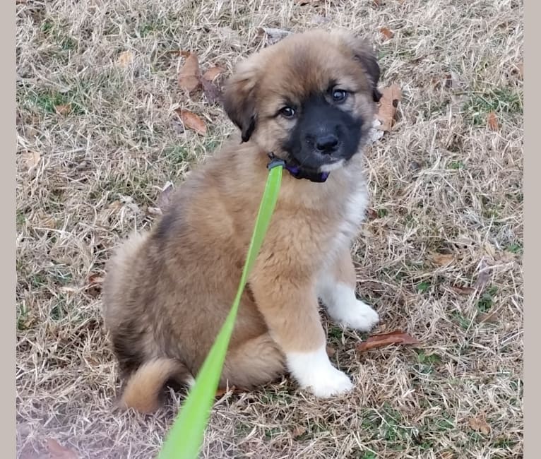 weimaraner great pyrenees mix