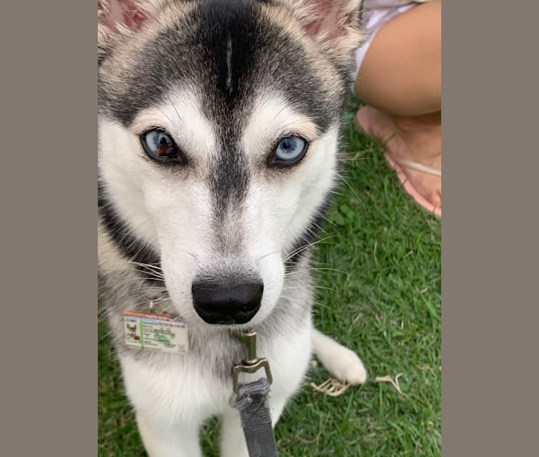 Balto, an Alaskan Klee Kai tested with EmbarkVet.com