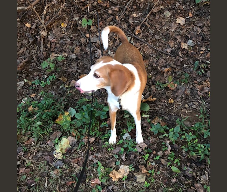 Cooper, an American Foxhound tested with EmbarkVet.com