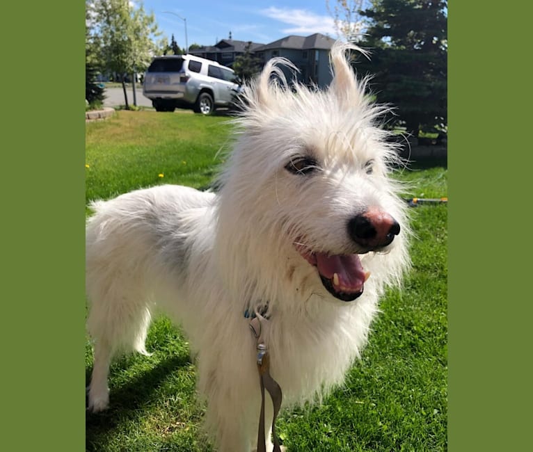 Sweetie Pellumbi, a Siberian Husky and Alaskan-type Husky mix tested with EmbarkVet.com