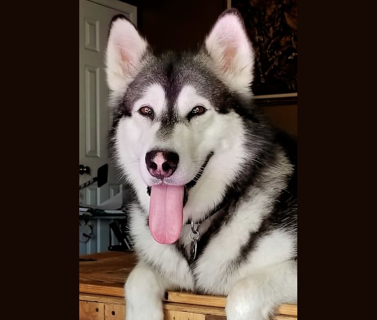 Tonka, an Alaskan Malamute tested with EmbarkVet.com