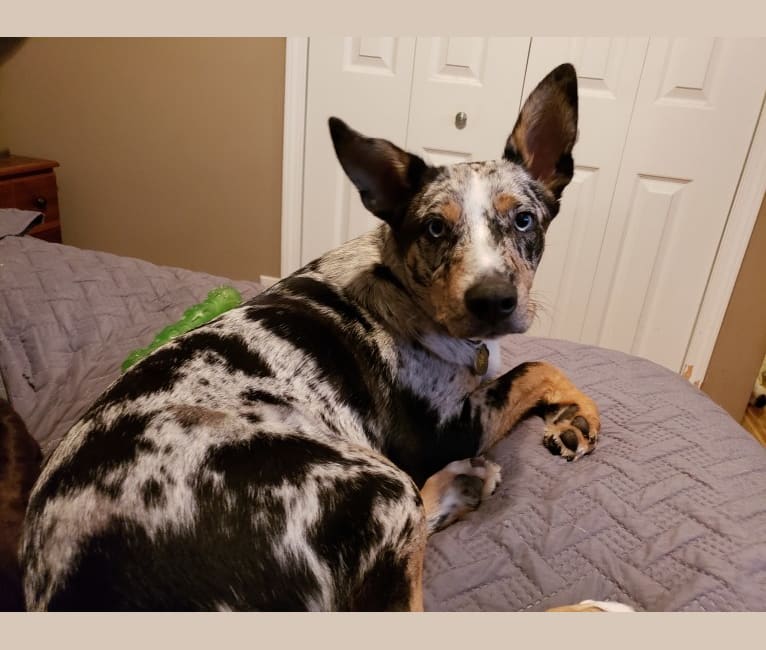 Blu, an Australian Shepherd and Miniature/MAS-type Australian Shepherd mix tested with EmbarkVet.com