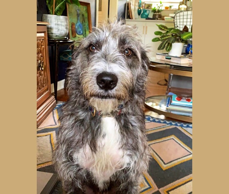 Harry, an Old English Sheepdog and American Pit Bull Terrier mix tested with EmbarkVet.com