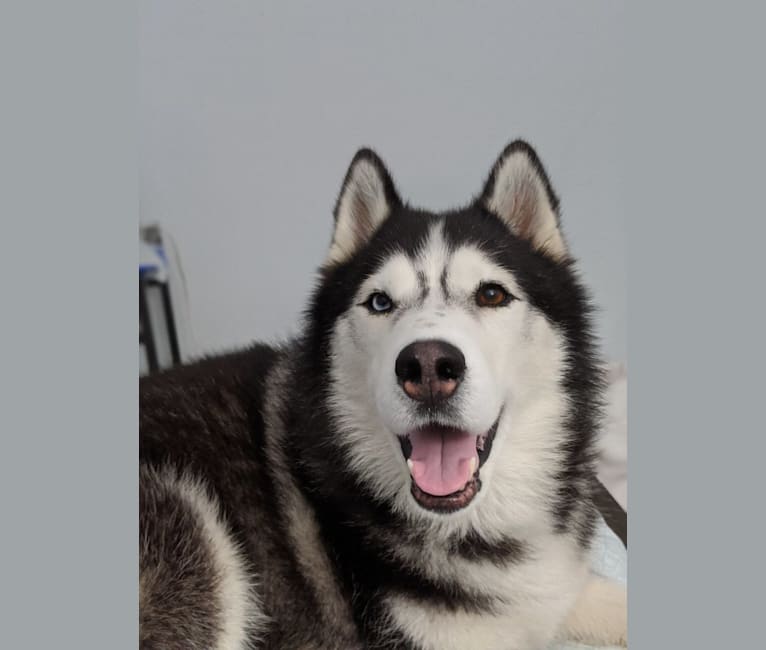 Loki, a Siberian Husky tested with EmbarkVet.com