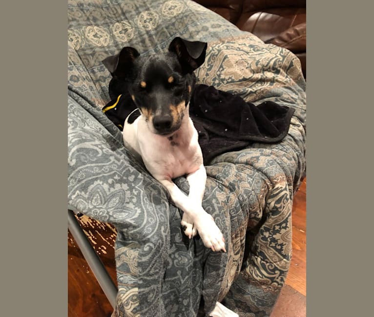 Jib, a Rat Terrier and Chihuahua mix tested with EmbarkVet.com