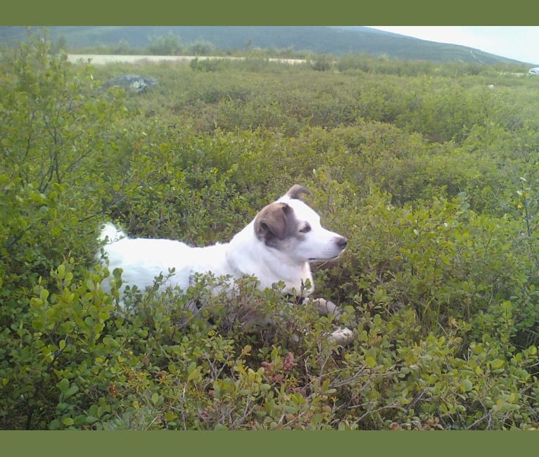 Photo of Buddy, an American Eskimo Dog, Norwegian Elkhound, Labrador Retriever, German Shorthaired Pointer, and Golden Retriever mix in Nulato, Alaska, USA