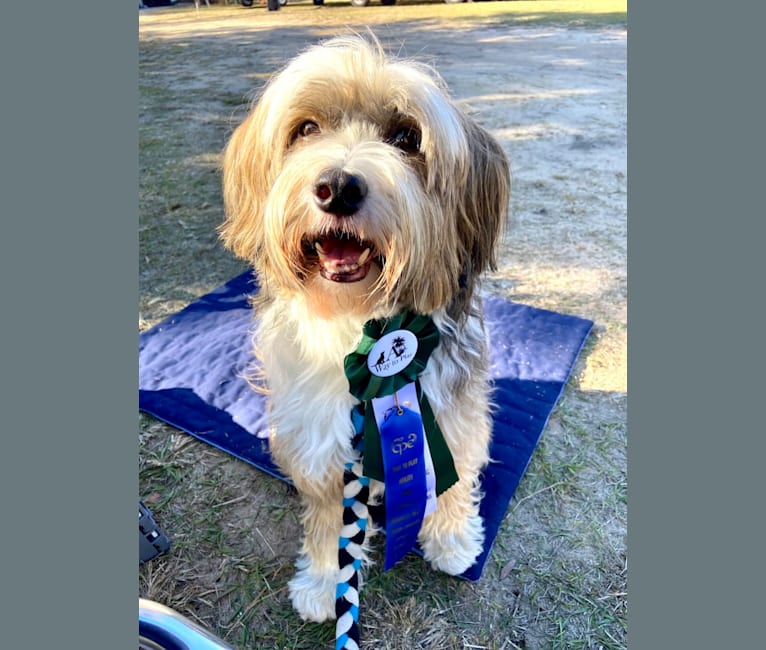 Riggs, a Tibetan Terrier tested with EmbarkVet.com