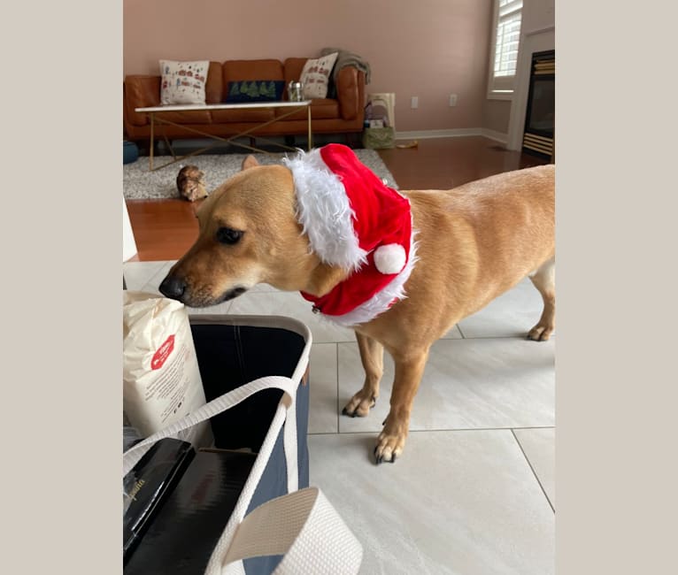 Goober, a Chihuahua and Chow Chow mix tested with EmbarkVet.com