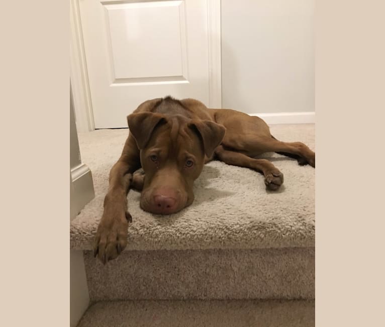Vizsla aussie mix 2025