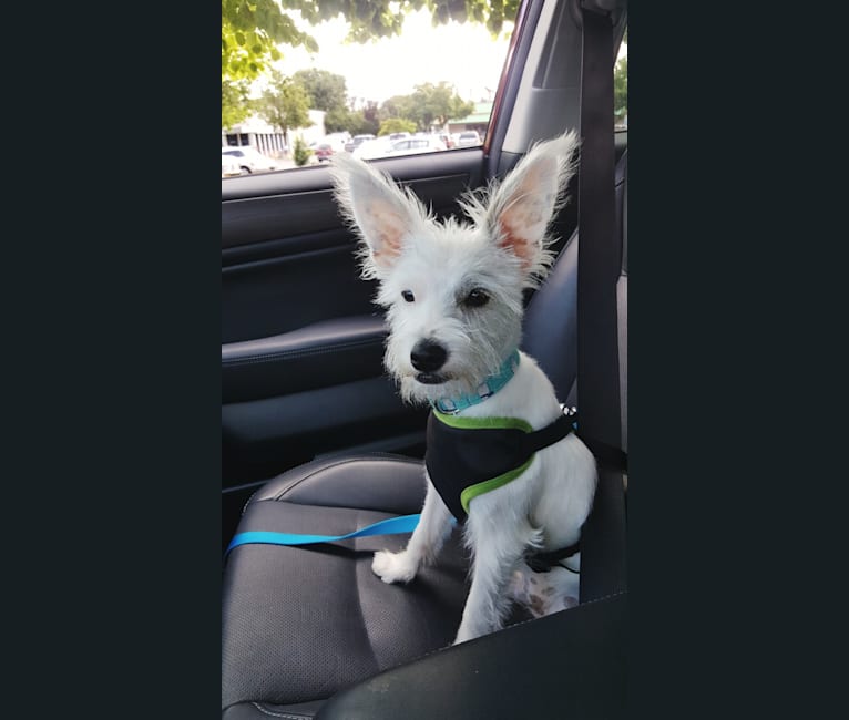 Larry, a Miniature Schnauzer and Chihuahua mix tested with EmbarkVet.com