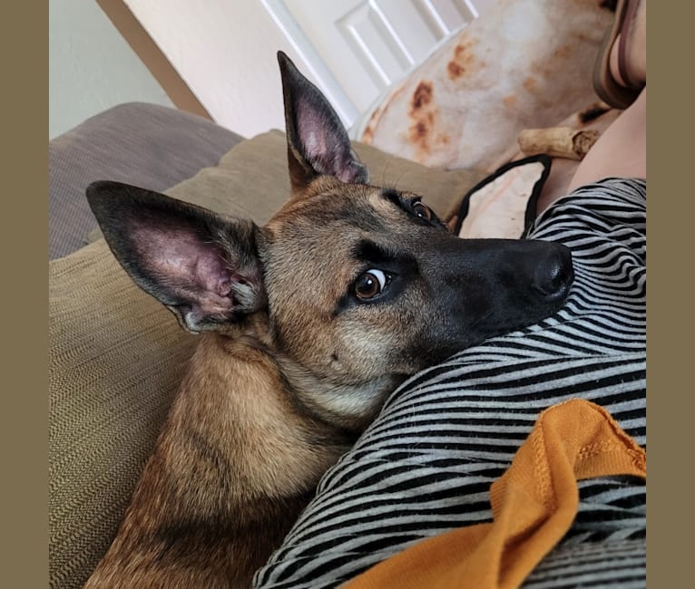 Belgian malinois terrier mix outlet