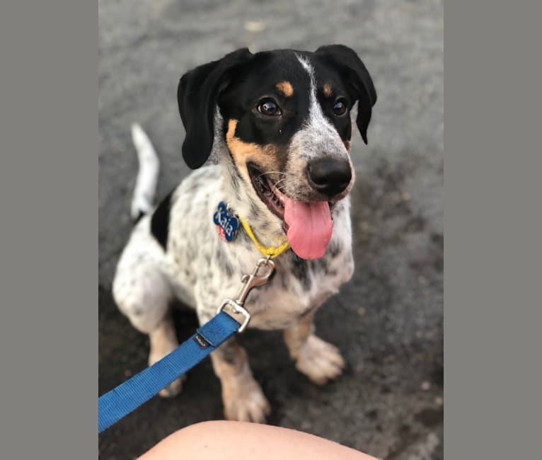 Blue tick hound sale shepherd mix