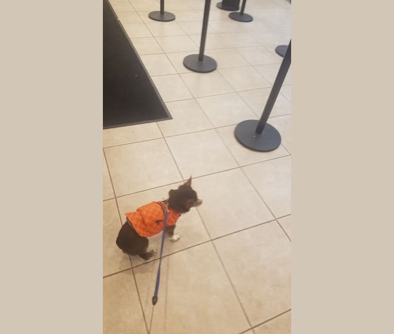 George Hamilton, a Chihuahua and Pomeranian mix tested with EmbarkVet.com
