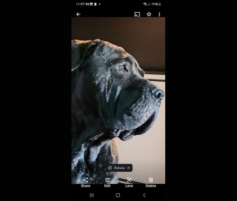 Kash, a Neapolitan Mastiff and Bullmastiff mix tested with EmbarkVet.com