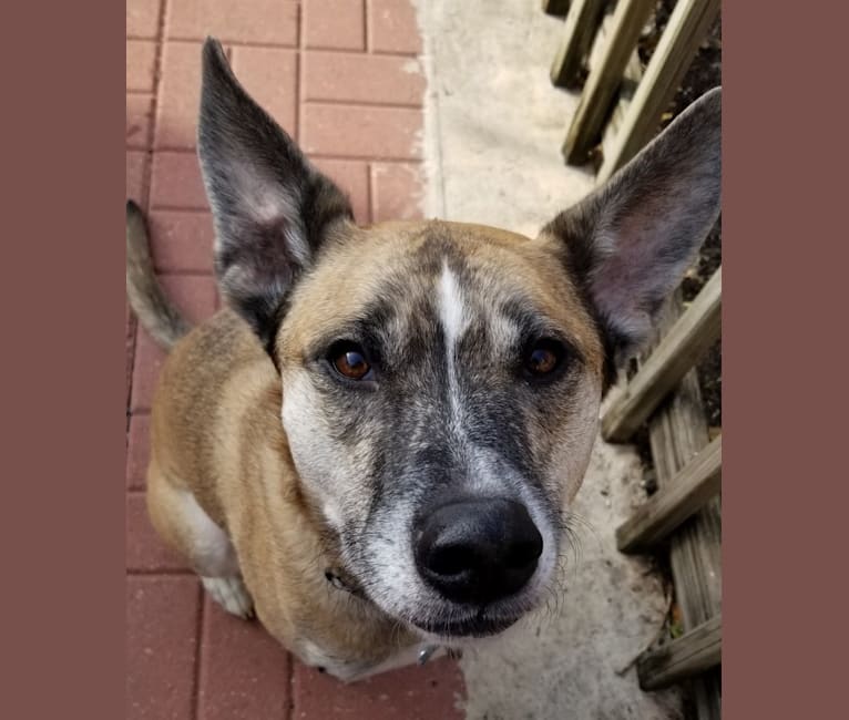 Onyx, an American Pit Bull Terrier and German Shepherd Dog mix tested with EmbarkVet.com