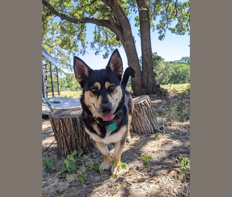 Charlie, a Siberian Husky and Chow Chow mix tested with EmbarkVet.com