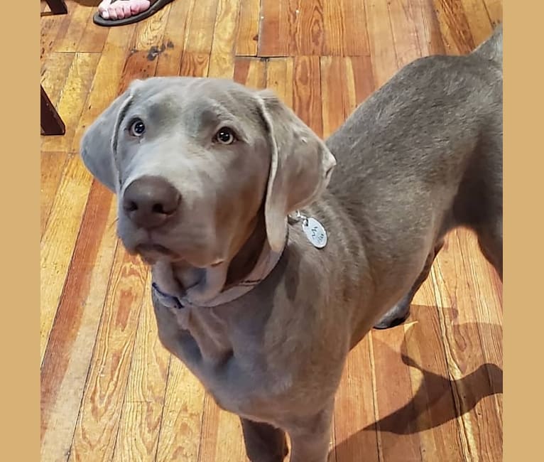 Embark Dog DNA Test Breed