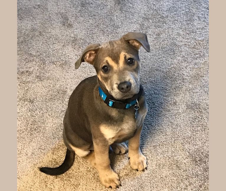 Pinscher stafford discount mix
