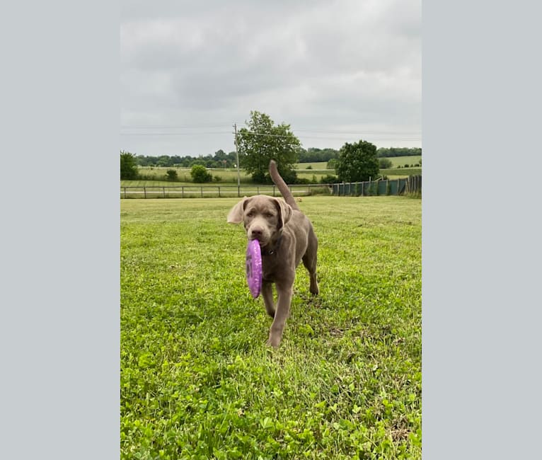 Uncanny Silver Havok, a Labrador Retriever tested with EmbarkVet.com