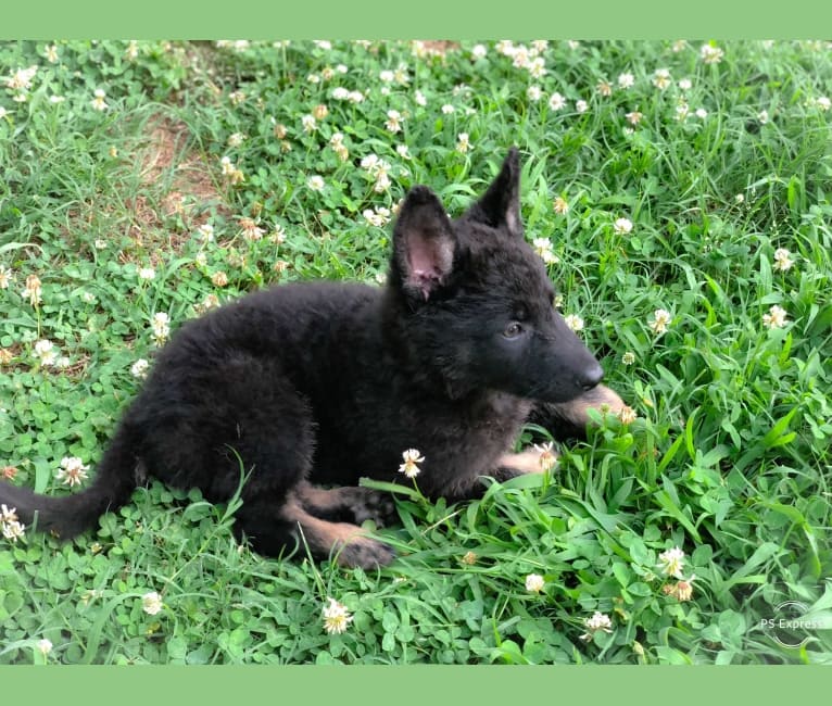Kojak, a German Shepherd Dog tested with EmbarkVet.com