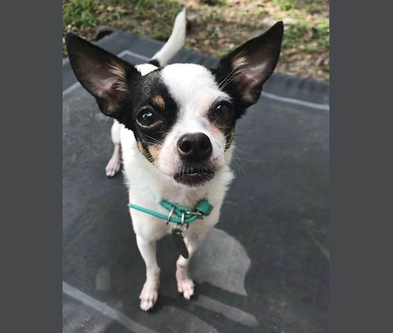 Layla, a Chihuahua tested with EmbarkVet.com