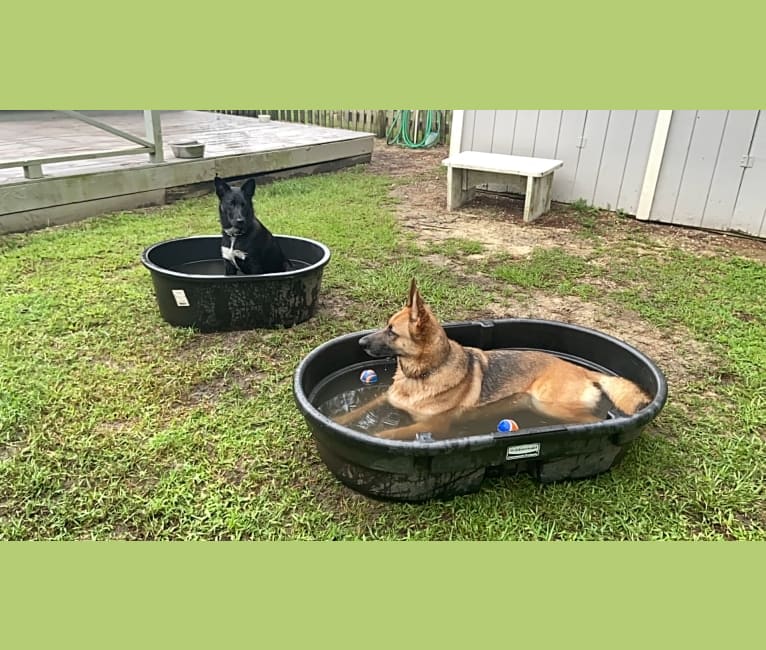 Donny El Dante, a Border Collie and German Shepherd Dog mix tested with EmbarkVet.com