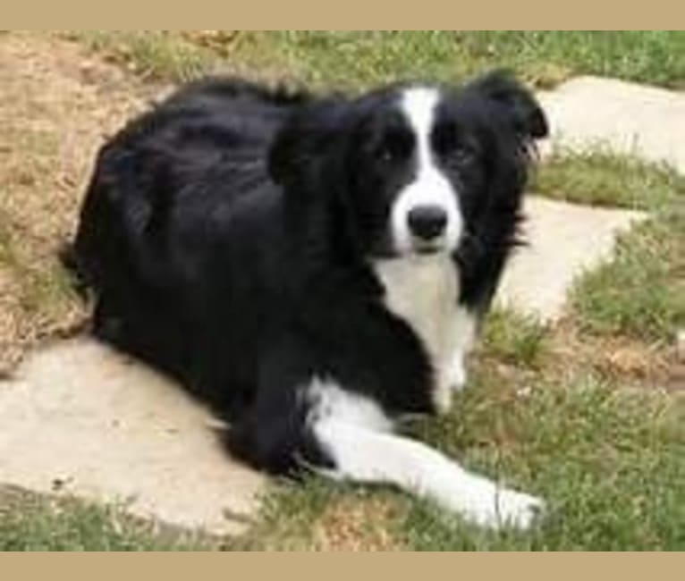 Photo of Dusty Blu, a Border Collie  in Chase, MI, USA