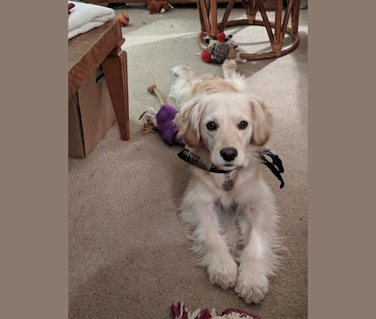 Embark Dog DNA Test Breed