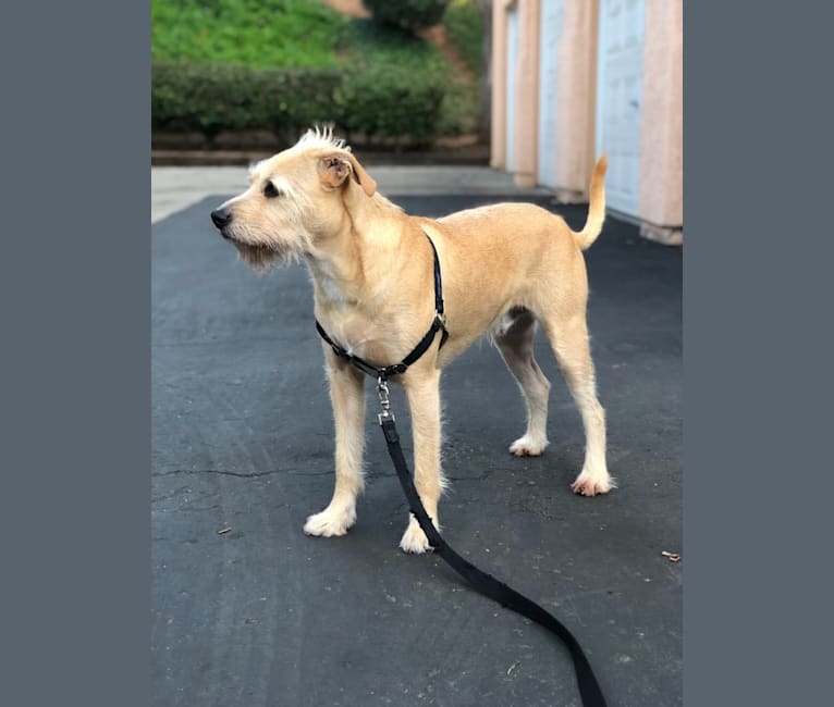 Oakie, an American Pit Bull Terrier and Miniature Schnauzer mix tested with EmbarkVet.com