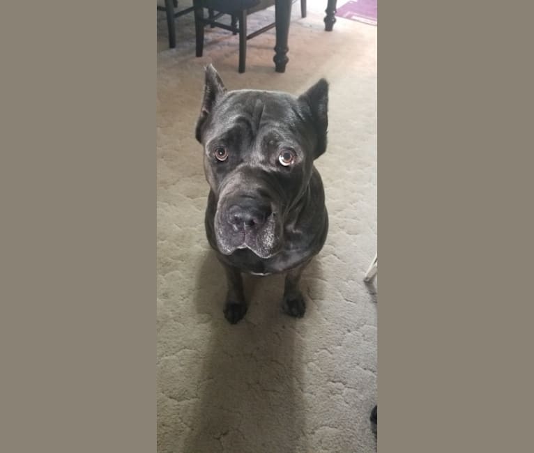 Embark Dog Dna Test Breed