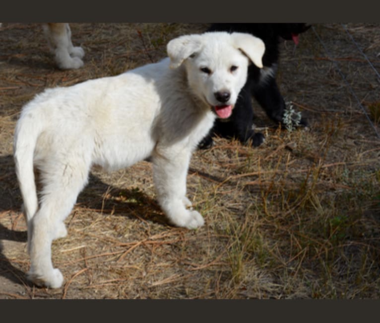 Photo of Triton, an Alaskan Malamute and German Shepherd Dog mix in DireWolf Dogs of Vallecito, LLC, Washington 25, Fruitland, WA, USA