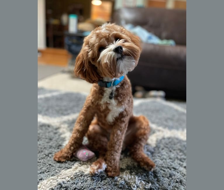 Watson, a Goldendoodle tested with EmbarkVet.com