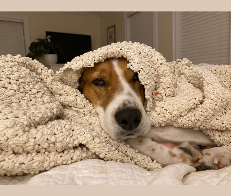 Bailey, an American Foxhound tested with EmbarkVet.com