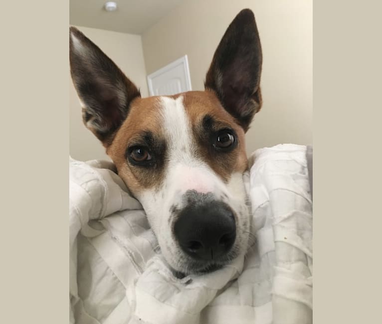 Whippet australian cattle dog mix outlet