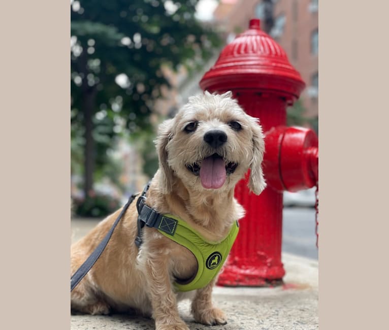 Ziggy, a Beagle and Dachshund mix tested with EmbarkVet.com