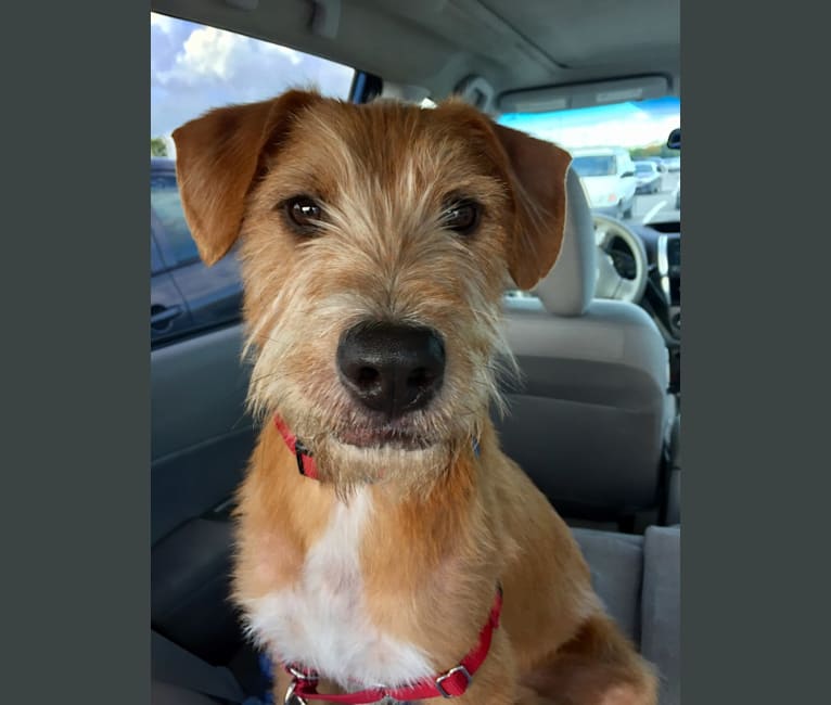 Chow terrier store