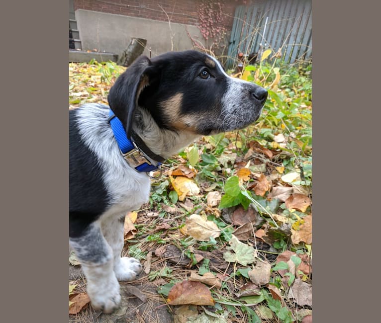 Crick, a Border Collie and Bluetick Coonhound mix tested with EmbarkVet.com