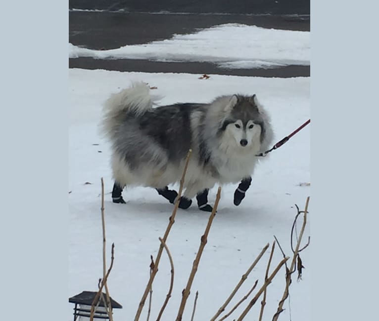 Avy, a Siberian Husky tested with EmbarkVet.com