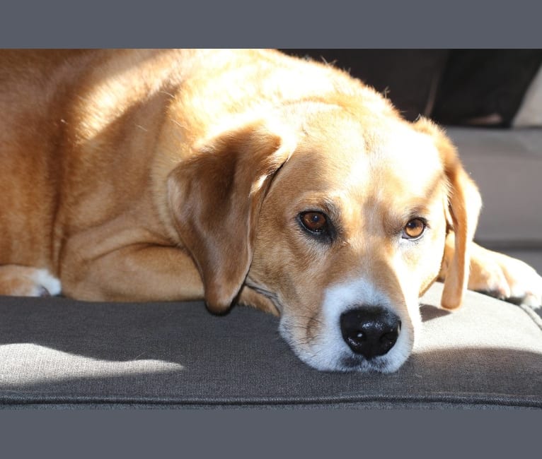 Duke, a Beagle and Llewellin Setter mix tested with EmbarkVet.com