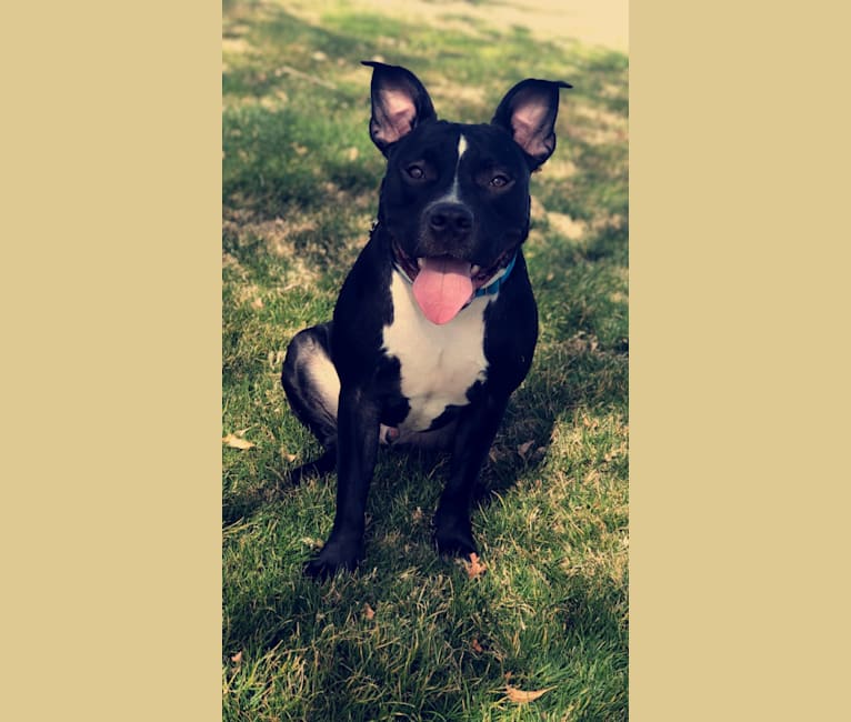 Mickey, an American Bully tested with EmbarkVet.com