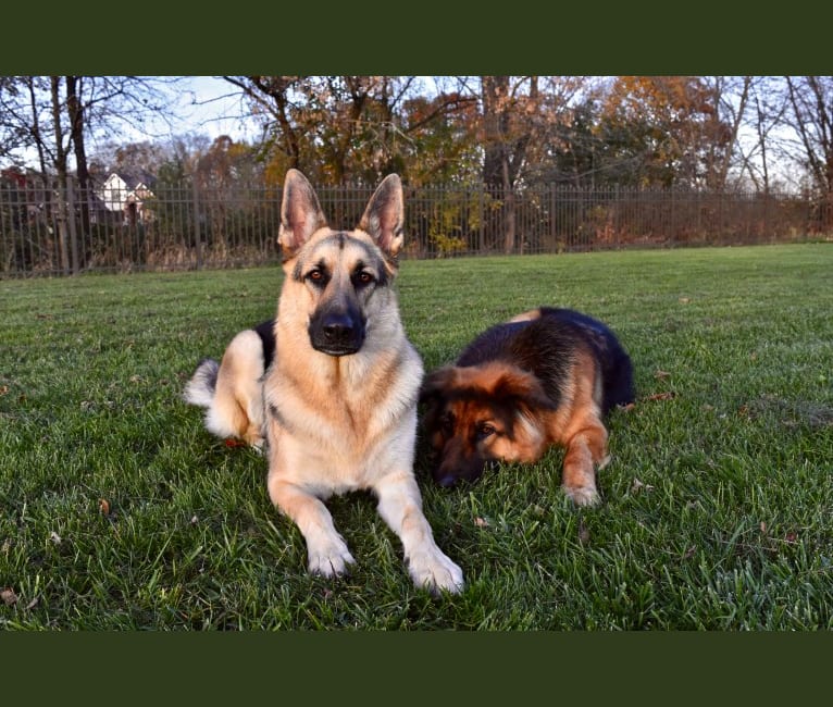 Blitz, a German Shepherd Dog tested with EmbarkVet.com