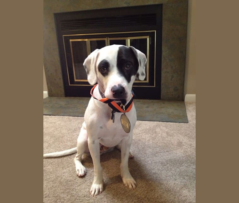 Photo of Snoopy, an American Pit Bull Terrier and Beagle mix in Cincinnati, Ohio, USA