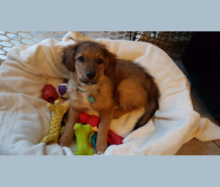 Abbey, a Labrador Retriever and Australian Cattle Dog mix tested with EmbarkVet.com