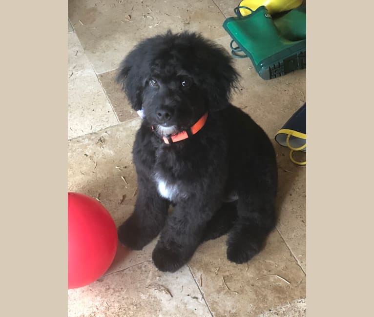 Jude, an Aussiedoodle tested with EmbarkVet.com