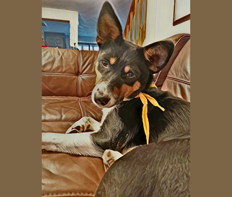 Embark Dog DNA Test Breed